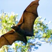 летучие мыши