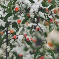 снег на дереве