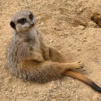 Сурикат в Антверпенском зоопарке