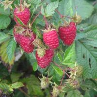 Ремонтантная малина