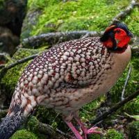 трагопаны Кабота