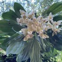 Стангопея глазчатая