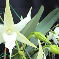 Орхидея Ангрекум