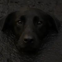 Собака в яме с мазутом