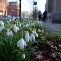 Подснежники