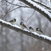 Птицы, снег