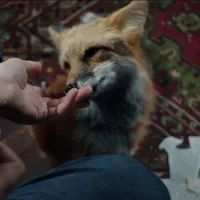 «Как приручить лису»