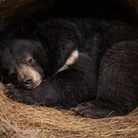 Медведь в спячке