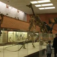 Палеонтологический музей имени Ю. А. Орлова