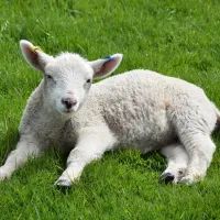 Ягненок