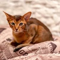 Абиссинская кошка