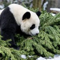 Панда изучает хвойные ветки