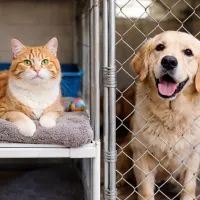 Кошка и собака в приюте