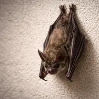 Летучая мышь на стене