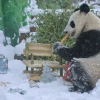 Панда катюша играет с санками 