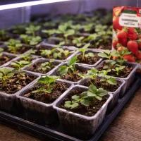 Ростки земляники под растущими огнями