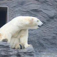 Белый медведь