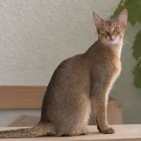 Абиссинская кошка