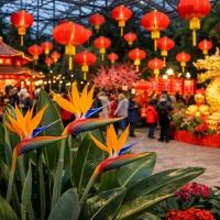 Китайский Новый год в оранжерее