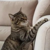 Диван или когтеточка? Как выйти из войны за мебель с котом победителем