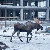 Лось на стройке