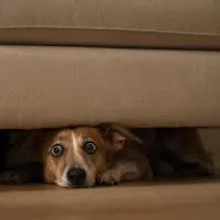 Испуганная собака