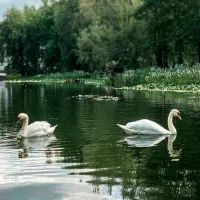 Озеро, лебеди