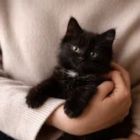 Котенок в руках человека