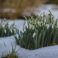 Ранняя весна