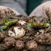 Два ящерицы в руках смотрителя