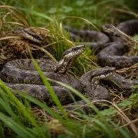 Змеи среди травы и листвы