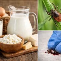 Молочные продукты и контроль за клещами