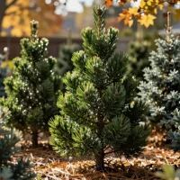 Была простая сосна, а стала зеленая красавица: как я вручную изменила ландшафт и преобразила участок