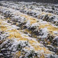 Пшено на снегу