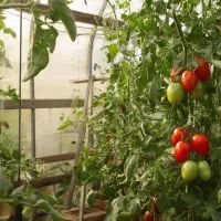 Томаты