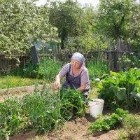 Дача, грядки