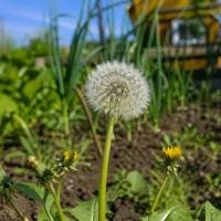 Одуванчик