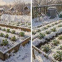 Заснеженная грядка 