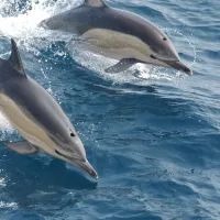 Дельфины