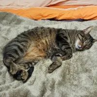 Кошка спит на пледе