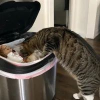 Кошка