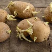 Картофель