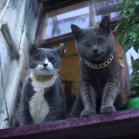 Коты