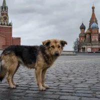 Бездомные животные
