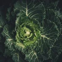 Капуста