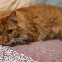 Кошка