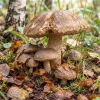 Грибы