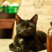 Кошка