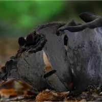 Черные лисички