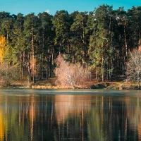 Сосны Серебряного бора